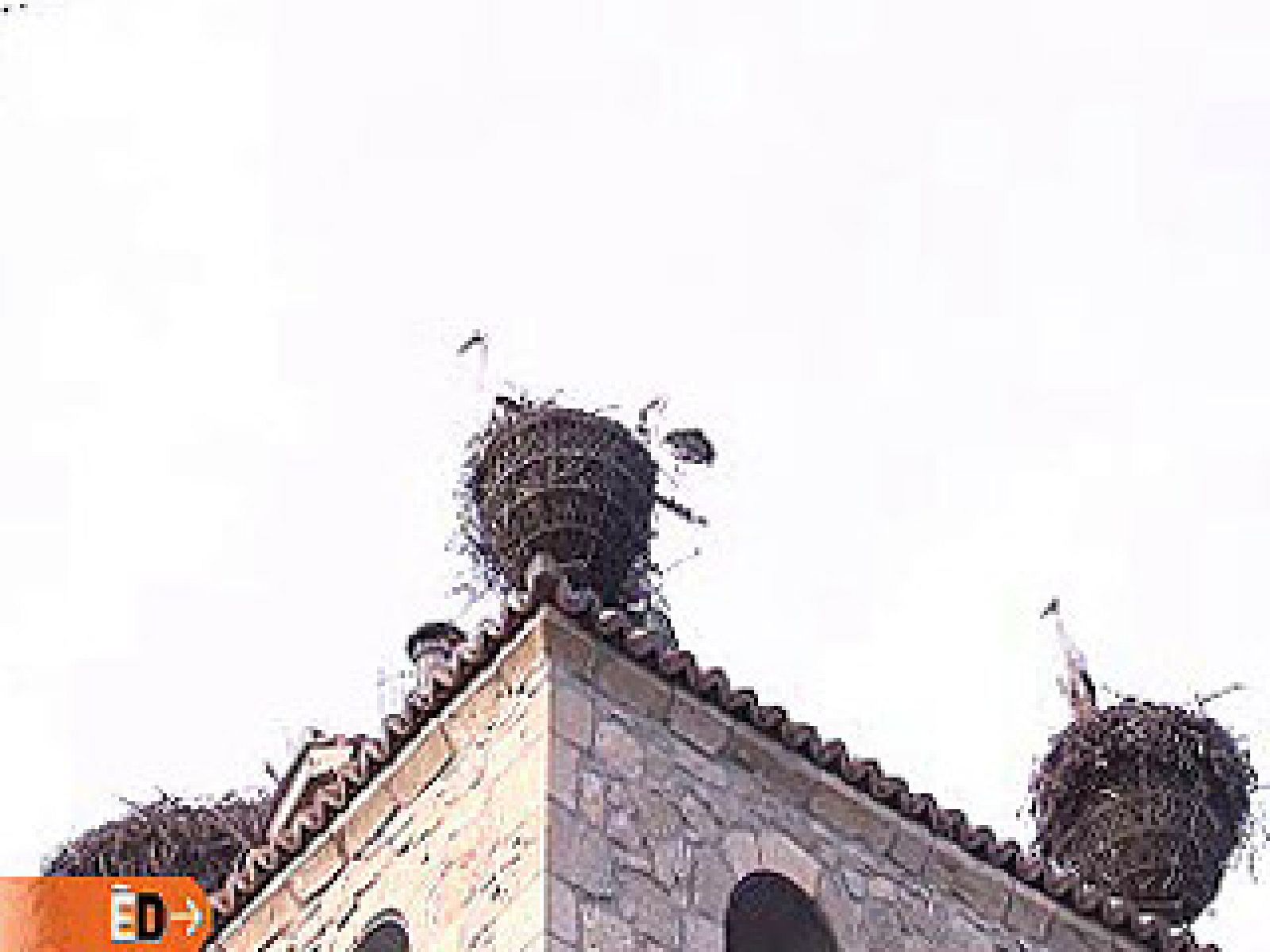 España Directo - Invasión de cigüeñas