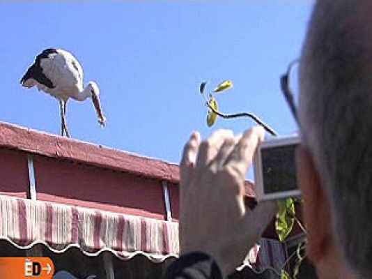 España Directo - La cigüeña María Luisa