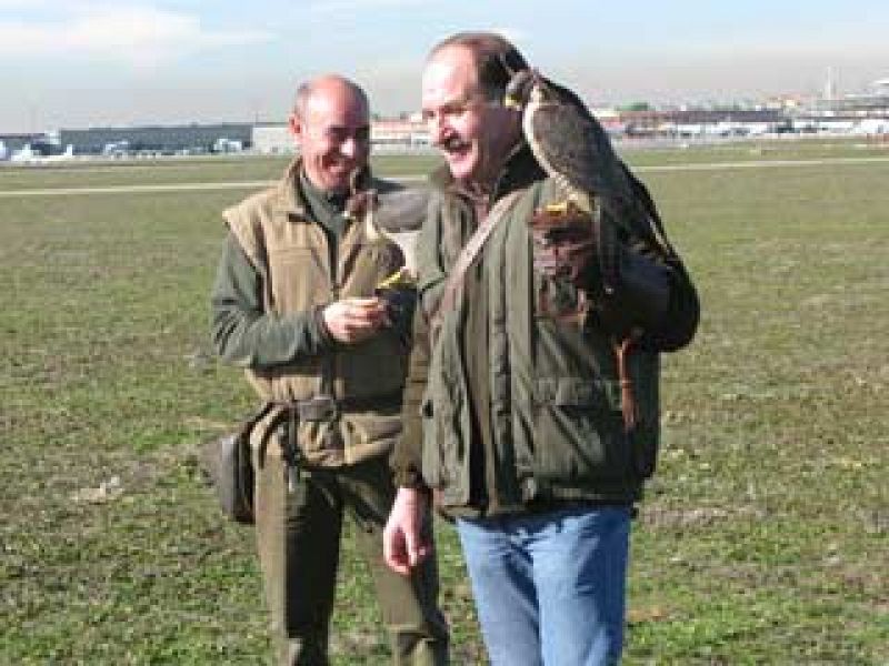Halcones, los centinelas del cielo de Barajas