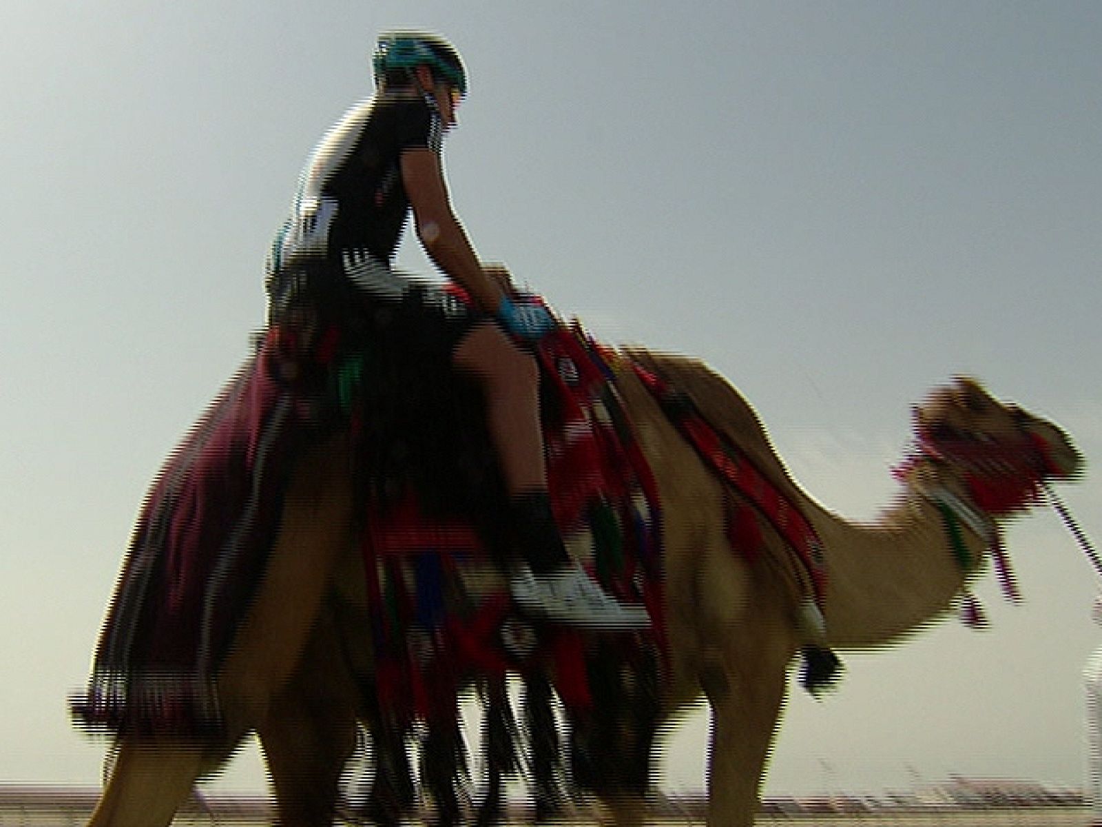 Una de las primeras carreras de la temporada ciclista es el Tour de Catar. Los jeques árabes pretenden hacer que la competición sea lo más exótica posible y para ello no dudan. Se puede ir del control de firmas a la salida de la etapa en dromedario.