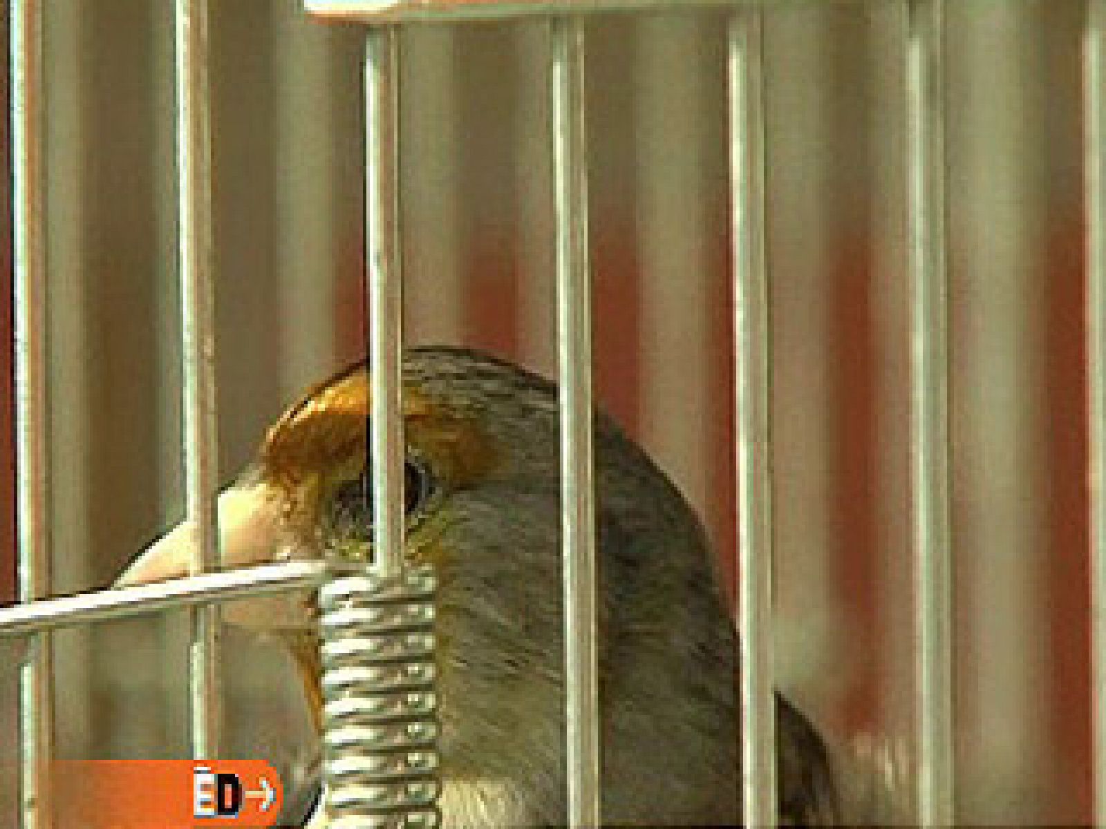 España Directo - El ataque de los cernícalos