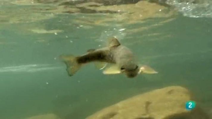 Jara y sedal - La pesca de la trucha en Barbellido