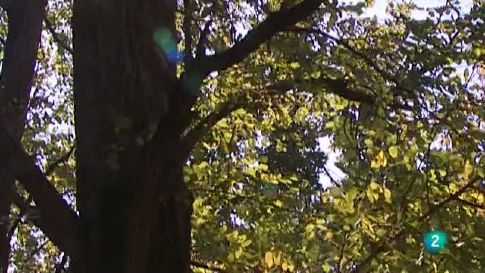 El escarabajo verde - El bosque - Ver ahora