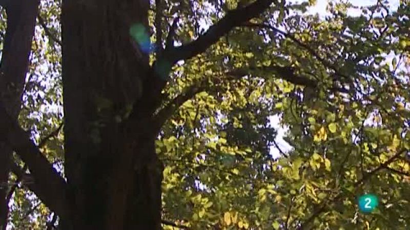 El escarabajo verde - El bosque - Ver ahora