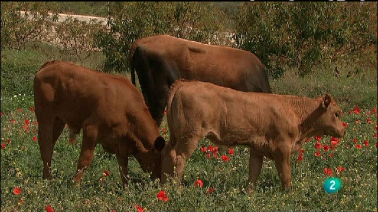 Biodiario - 13/02/11 - Biodiario | Ver
