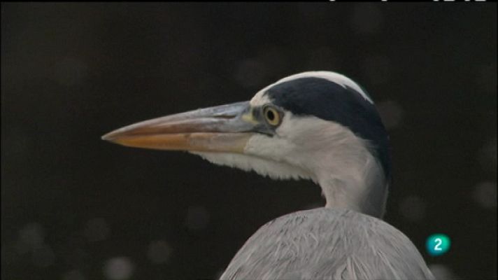 Biodiario - Biodiario - 14/02/11