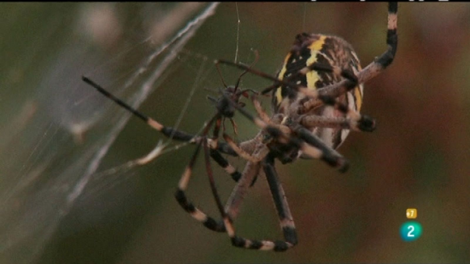 Zzz - 16/02/11 - Zzz | Ver