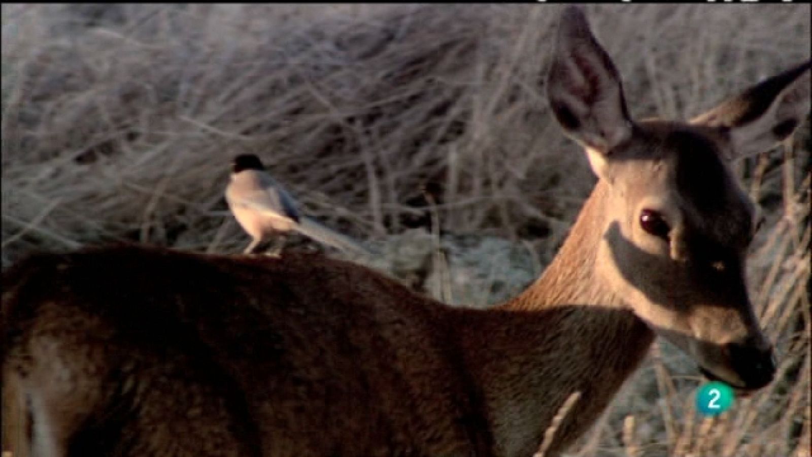 Biodiario - 17/02/11 - Biodiario | Ver