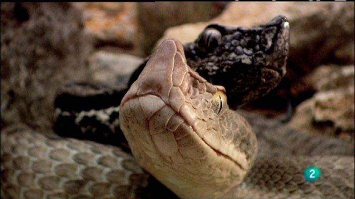 Biodiario - Biodiario - 20/02/11