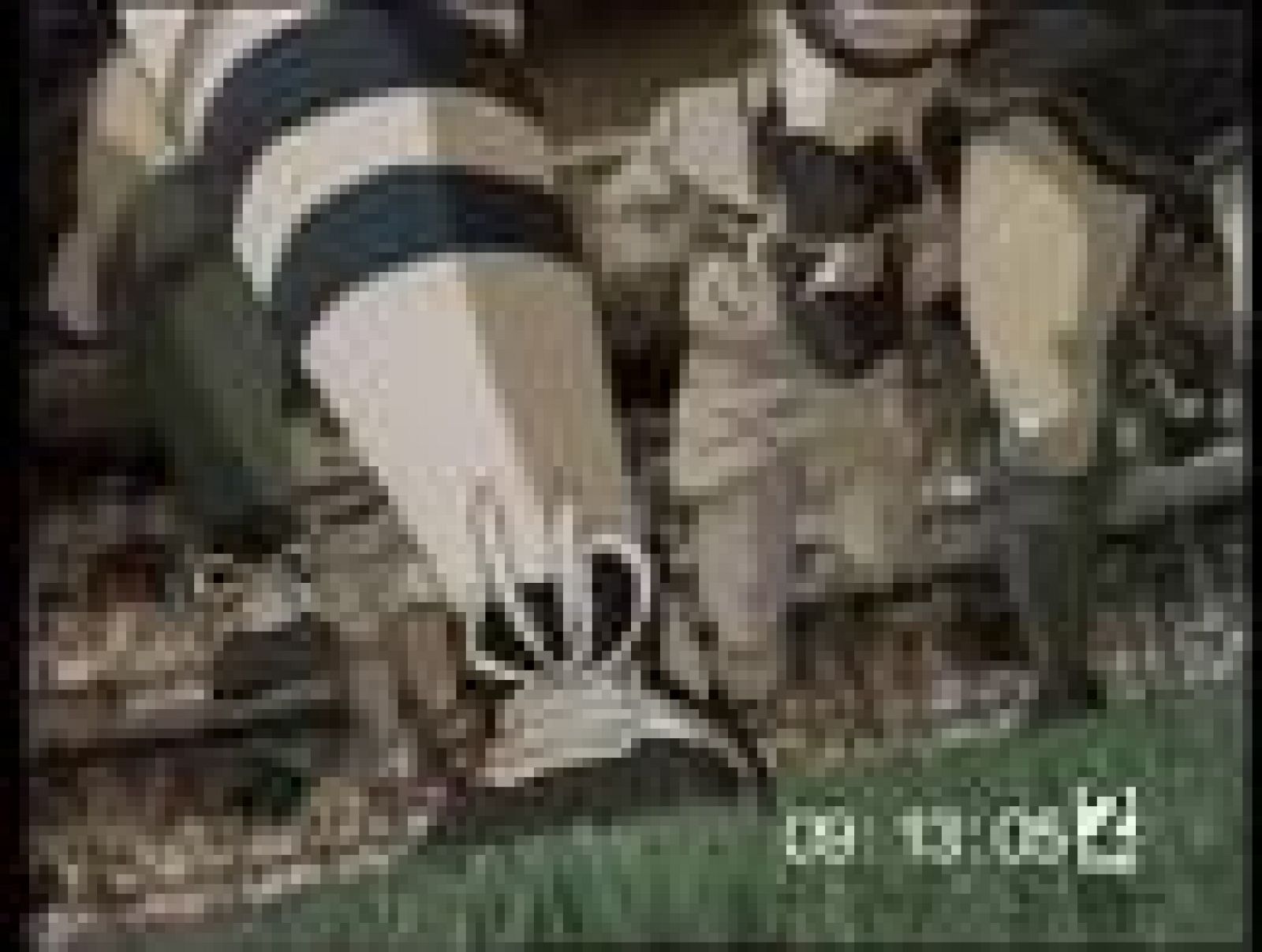 Cap7. Campeones hacia el Mundial: Oliver y Benji 