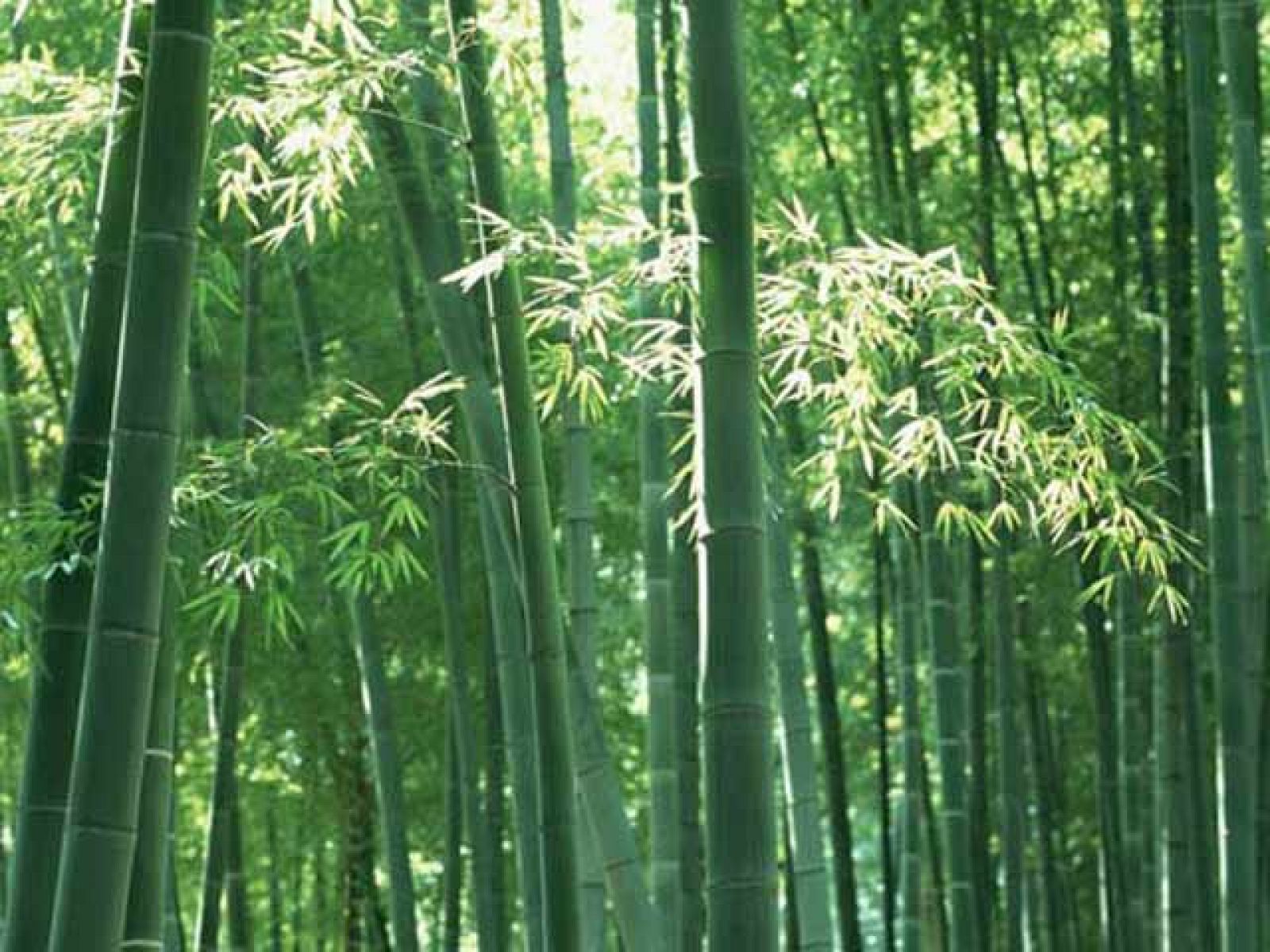 On Off: En China apuestan por el bambú