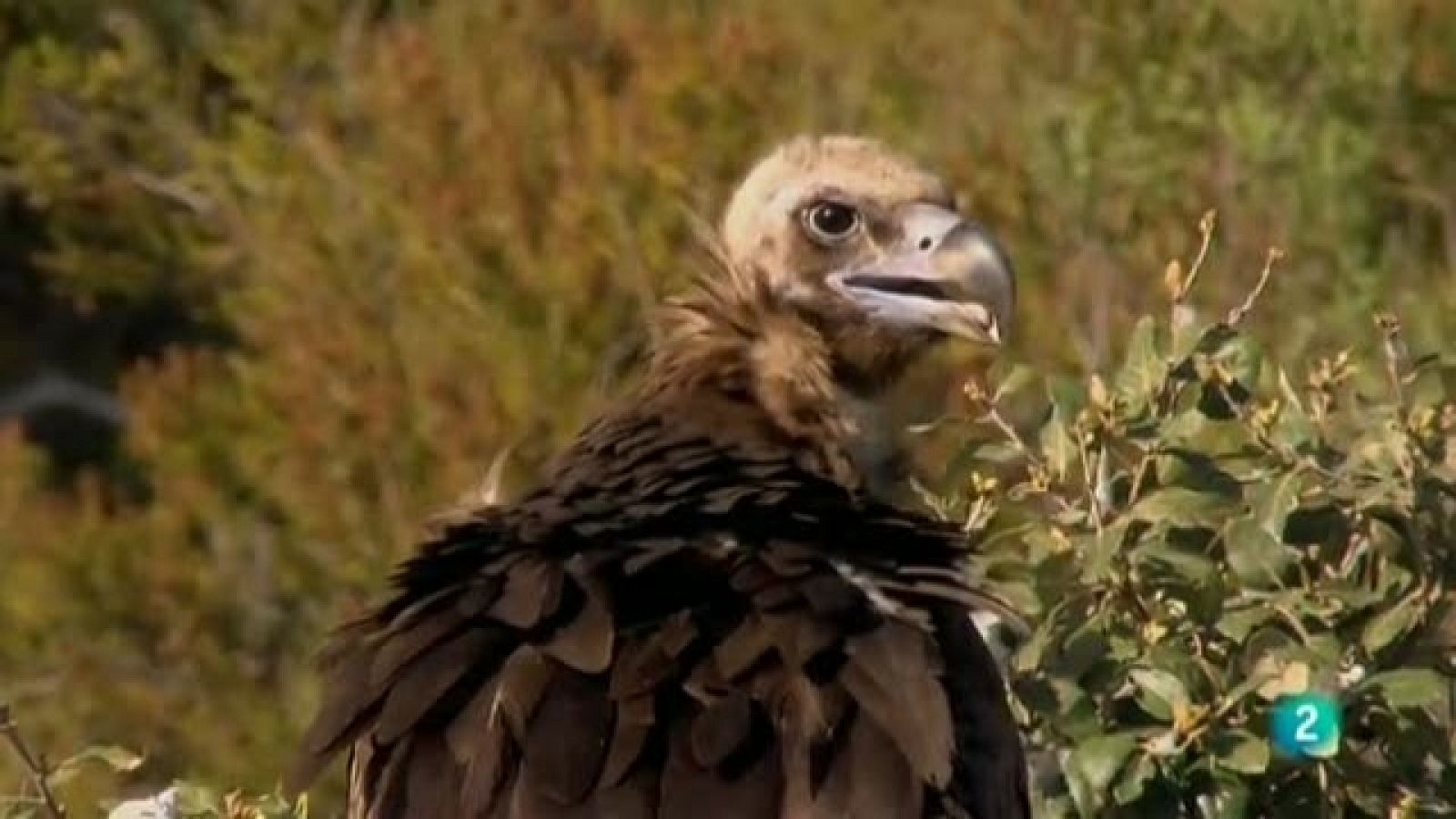 Biodiario - 21/02/11 - Biodiario | Ver
