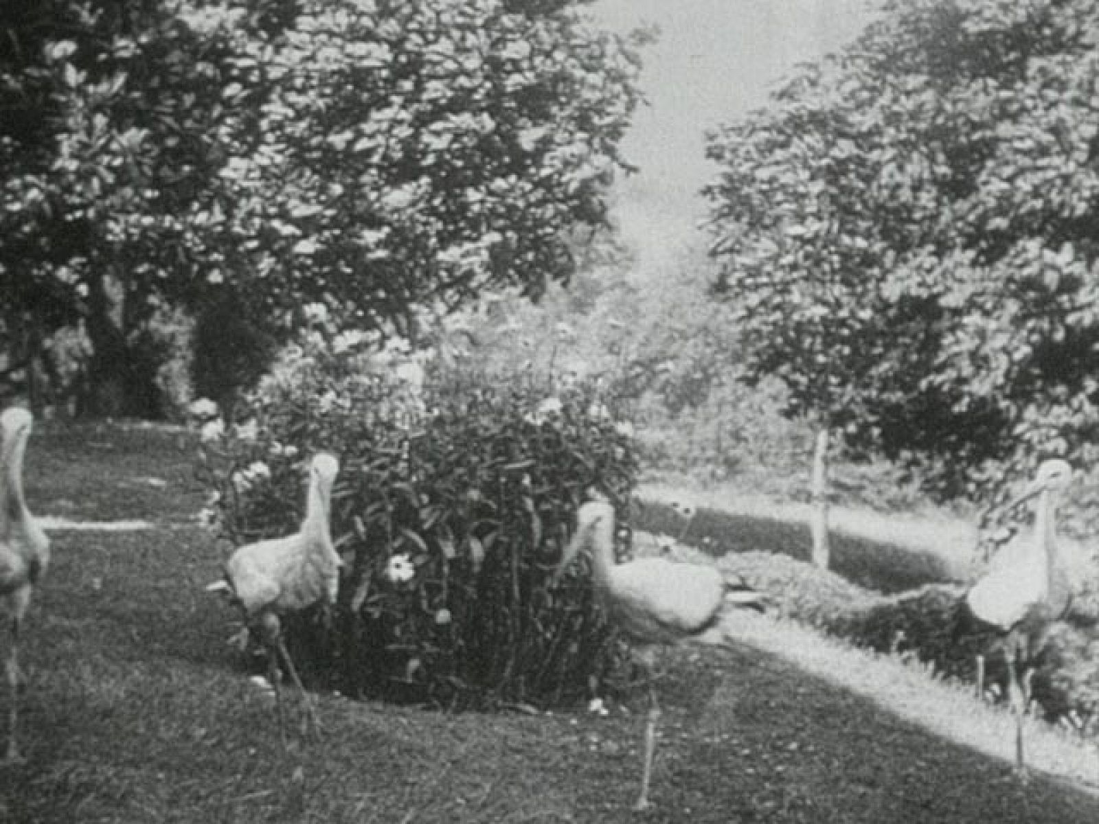 ¿Te acuerdas? - El vaivén de las cigüeñas - ¿Te acuerdas? | Ver