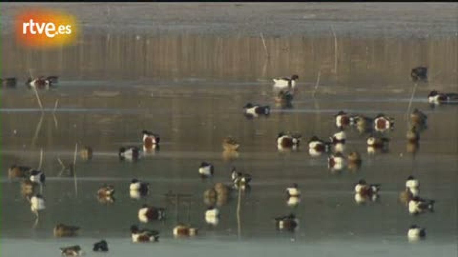 Crónicas - El Hondo: santuario ibérico de aves, en peligro - Crónicas | Ver