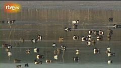 Crónicas - El Hondo: santuario ibérico de aves, en peligro