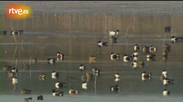 Crónicas - El Hondo: santuario ibérico de aves