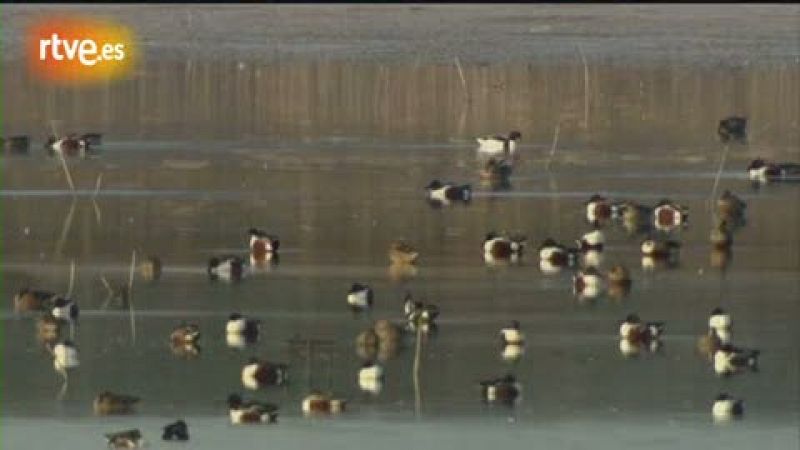 Crónicas - El Hondo: santuario ibérico de aves, en peligro