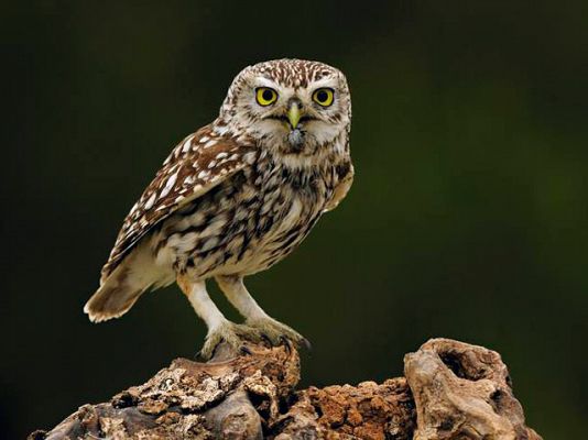 Ciencia y tecnología en Rtve.es - El mochuelo, Ave del Año 2011