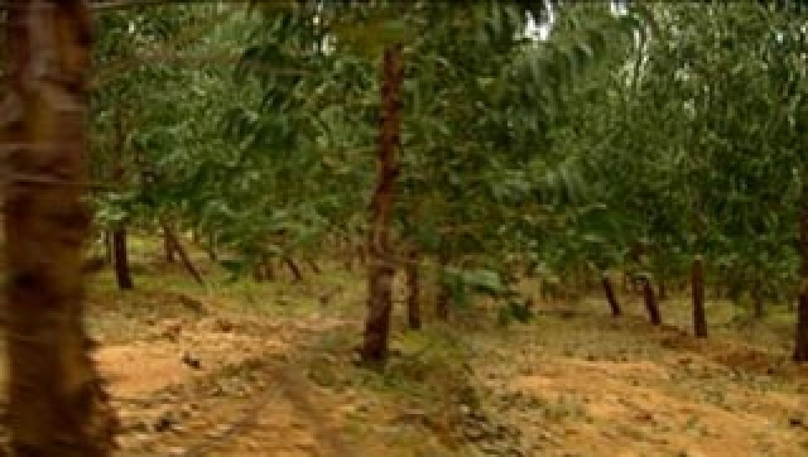 El escarabajo verde -  El papel del eucalipto