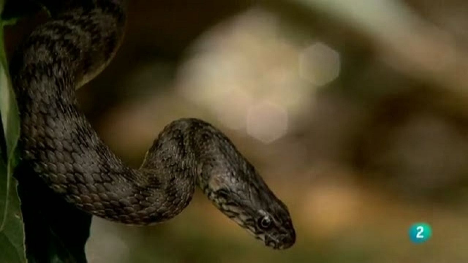 Biodiario - 22/02/11 - Biodiario | Ver