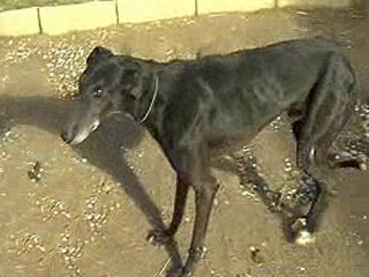 España Directo - Búnker para galgos