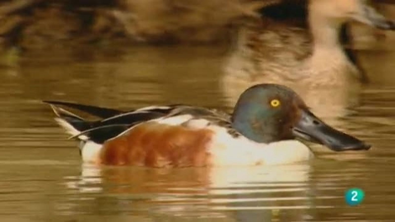 Biodiario - 23/02/11 - Biodiario | Ver