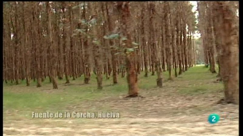 El escarabajo verde - El papel del eucalipto - Ver ahora 