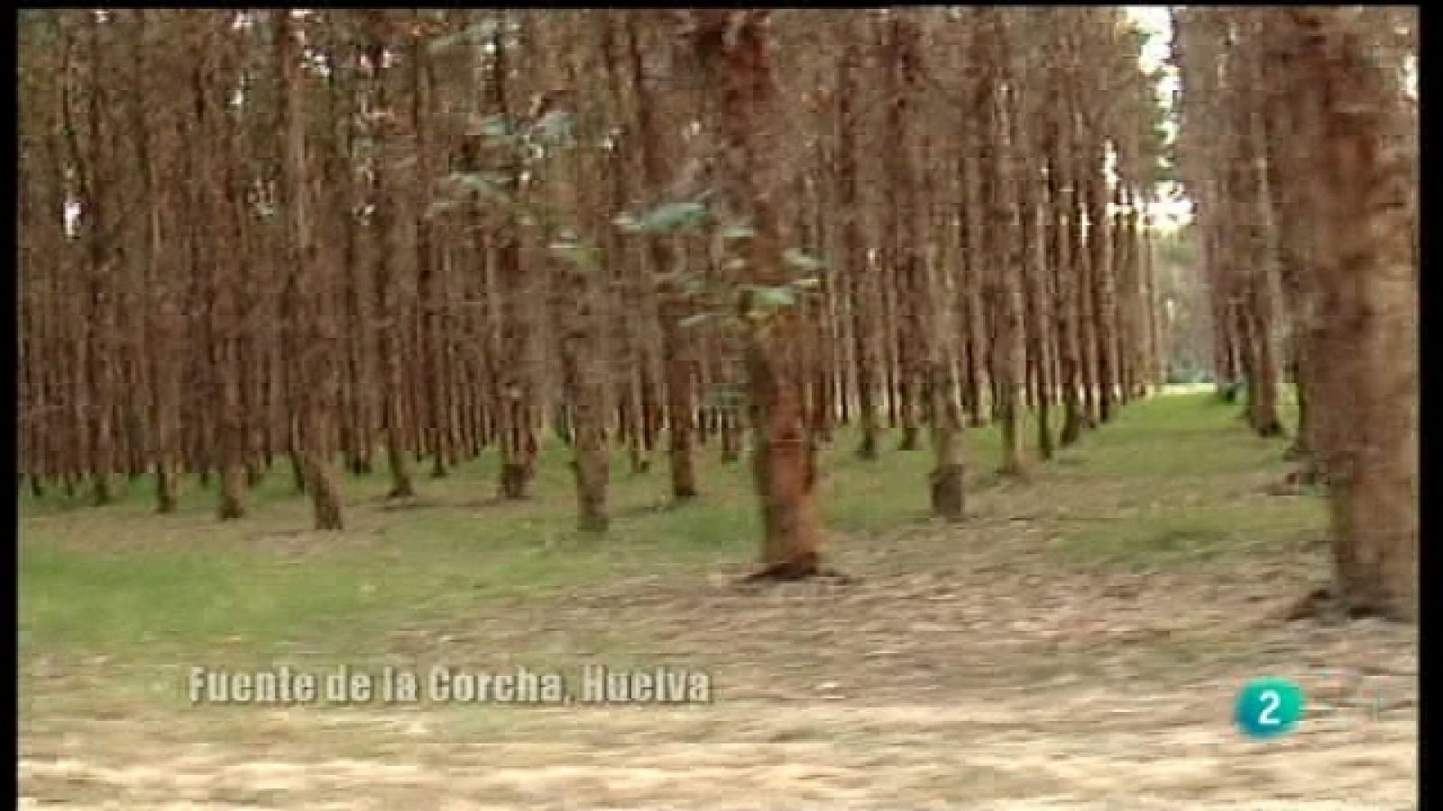 El escarabajo verde - El papel del eucalipto - Ver ahora