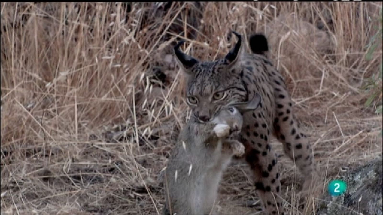 Biodiario - 26/02/11 - Biodiario | Ver