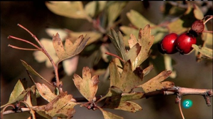 Biodiario - Biodiario - 27/02/11