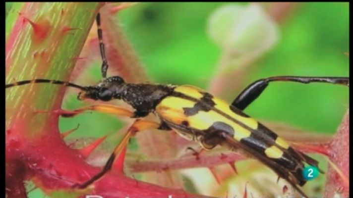 La aventura del Saber - La aventura del saber - 28/02/11