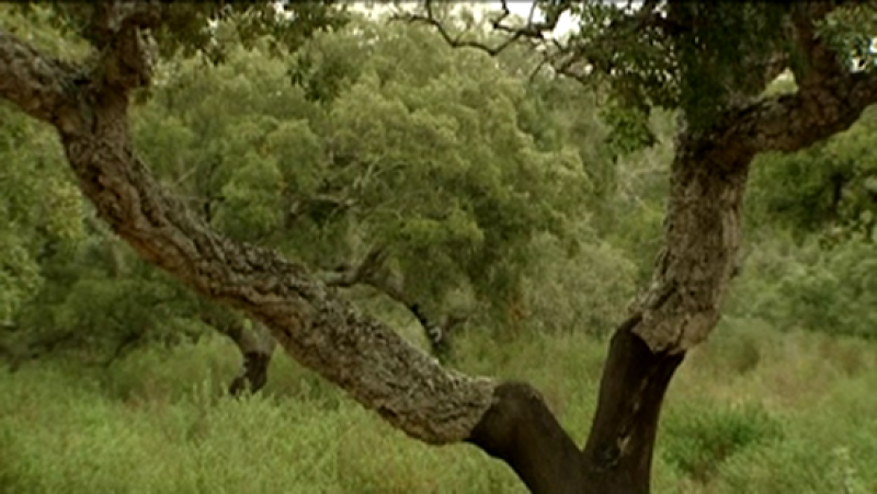 Integrar los cultivos de eucalipto en el bosque mediterráneo