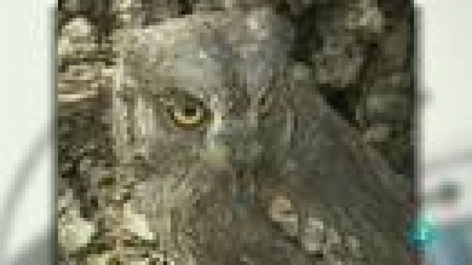 La Sociedad Española de Ornitología acaba de declarar al mochuelo ave del año