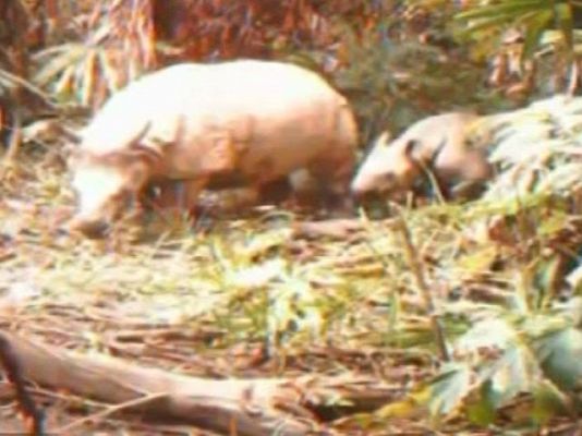 Ciencia y tecnología en Rtve.es - El resurgir del rinoceronte de Java