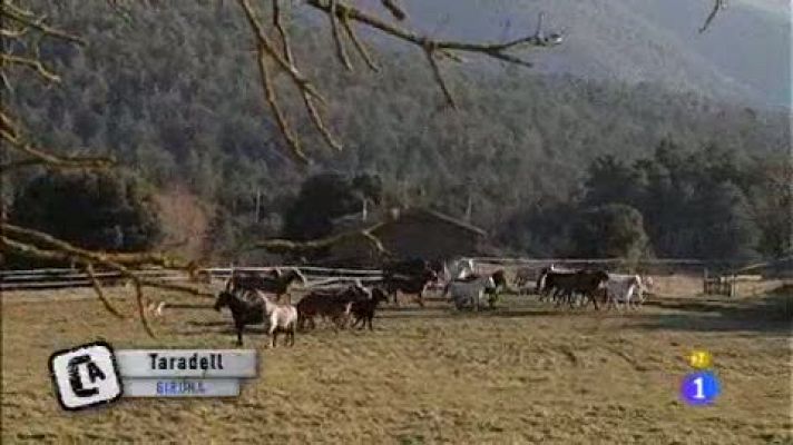 Comando Actualidad - Mamporrera, ¿usted lo haría?