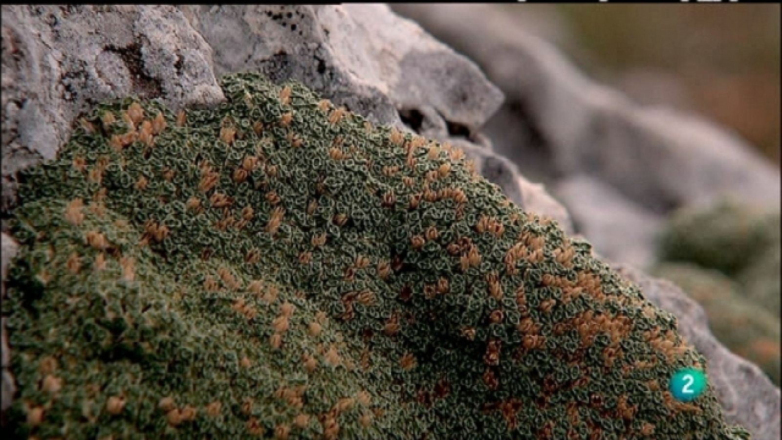 Biodiario - 03/03/11 - Biodiario | Ver