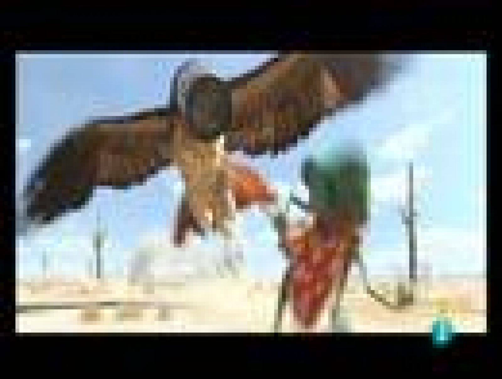 Días de cine: 'Rango', de Gore Verbinski | Ver