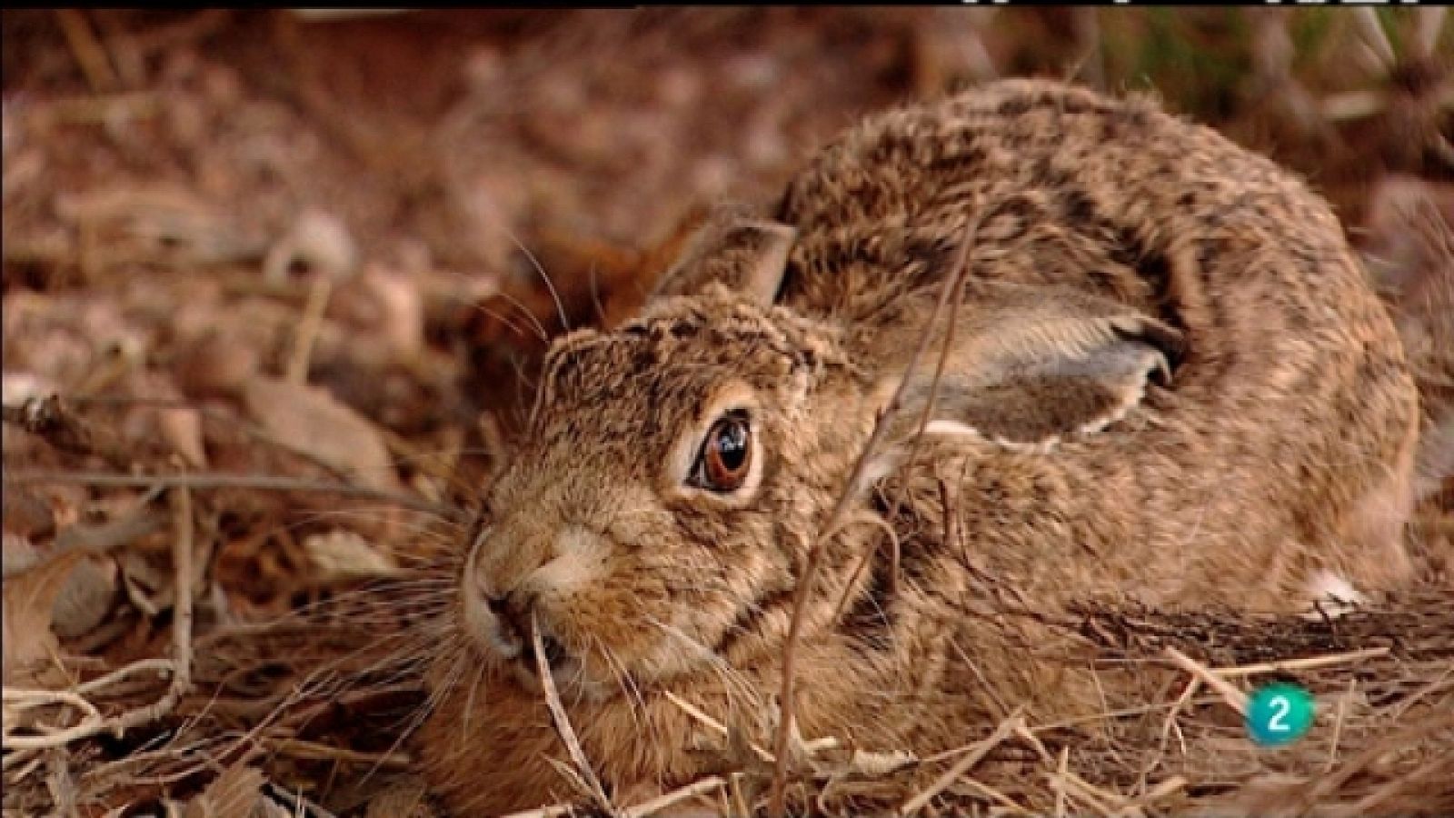Biodiario - 04/03/11 - Biodiario | Ver