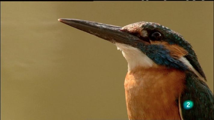 Biodiario - Biodiario - 05/03/11