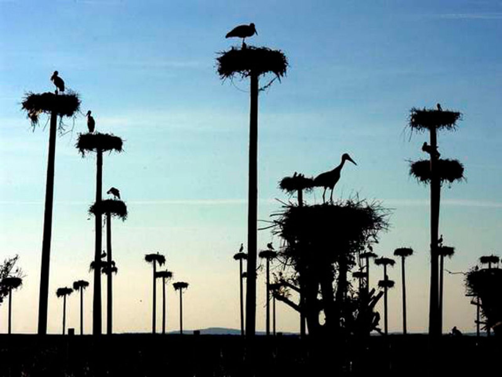 On Off: Por san Blas la cigüeña verás - On Off | Ver