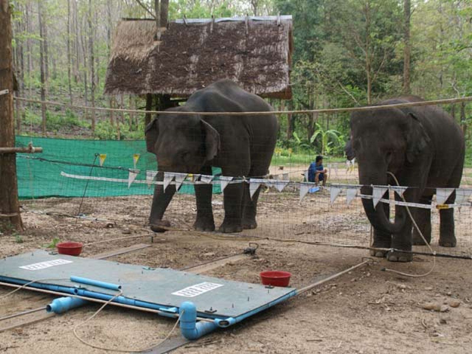 Los elefantes trabajan en equipo para conseguir comida