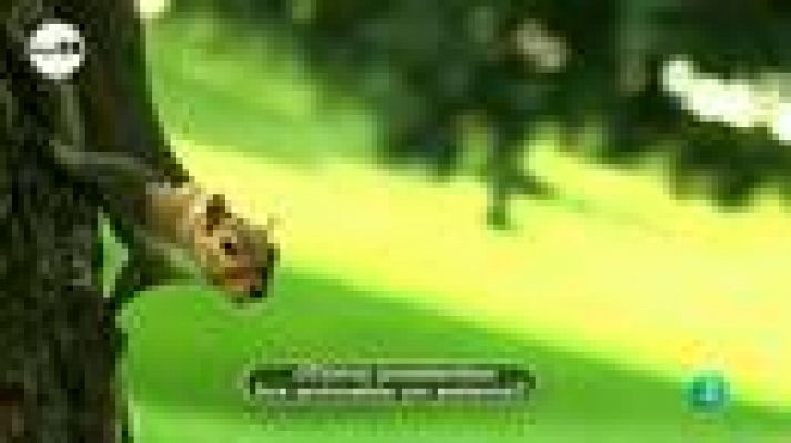 tres14 - ¿perciben los animales un seísmo?