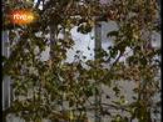 Fallas - Primera mascletá de las Fallas 2011