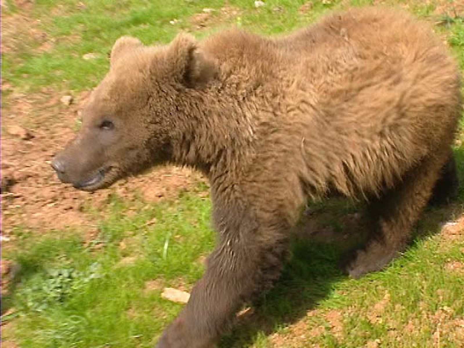 El osito 'Aragón', rey de Cabárceno