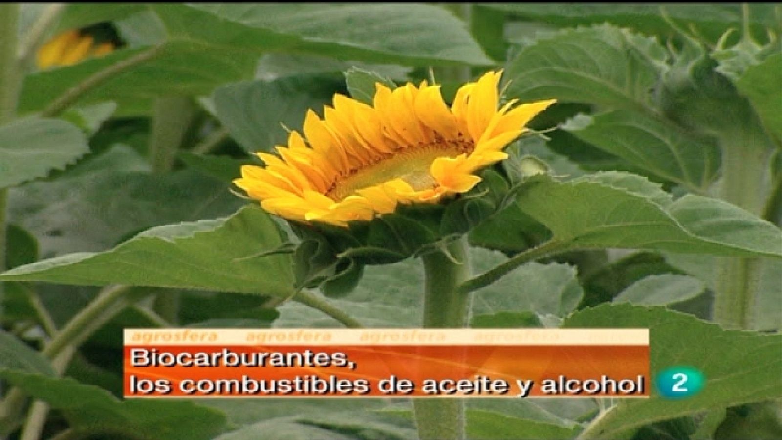 Agrosfera - 12/03/11 - Agrosfera | Ver