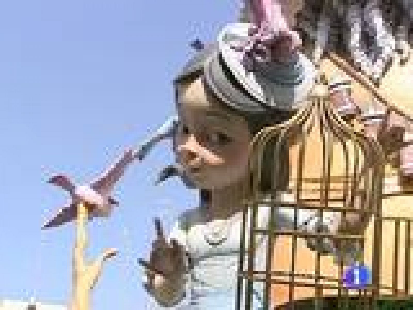 La falla del primer premio | Ver