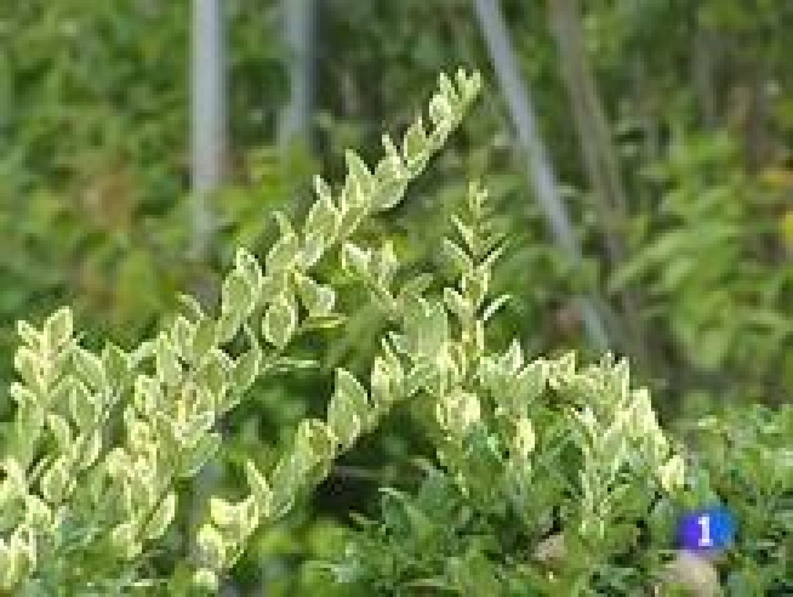 Telerioja en 2' - 17/03/11 | Ver