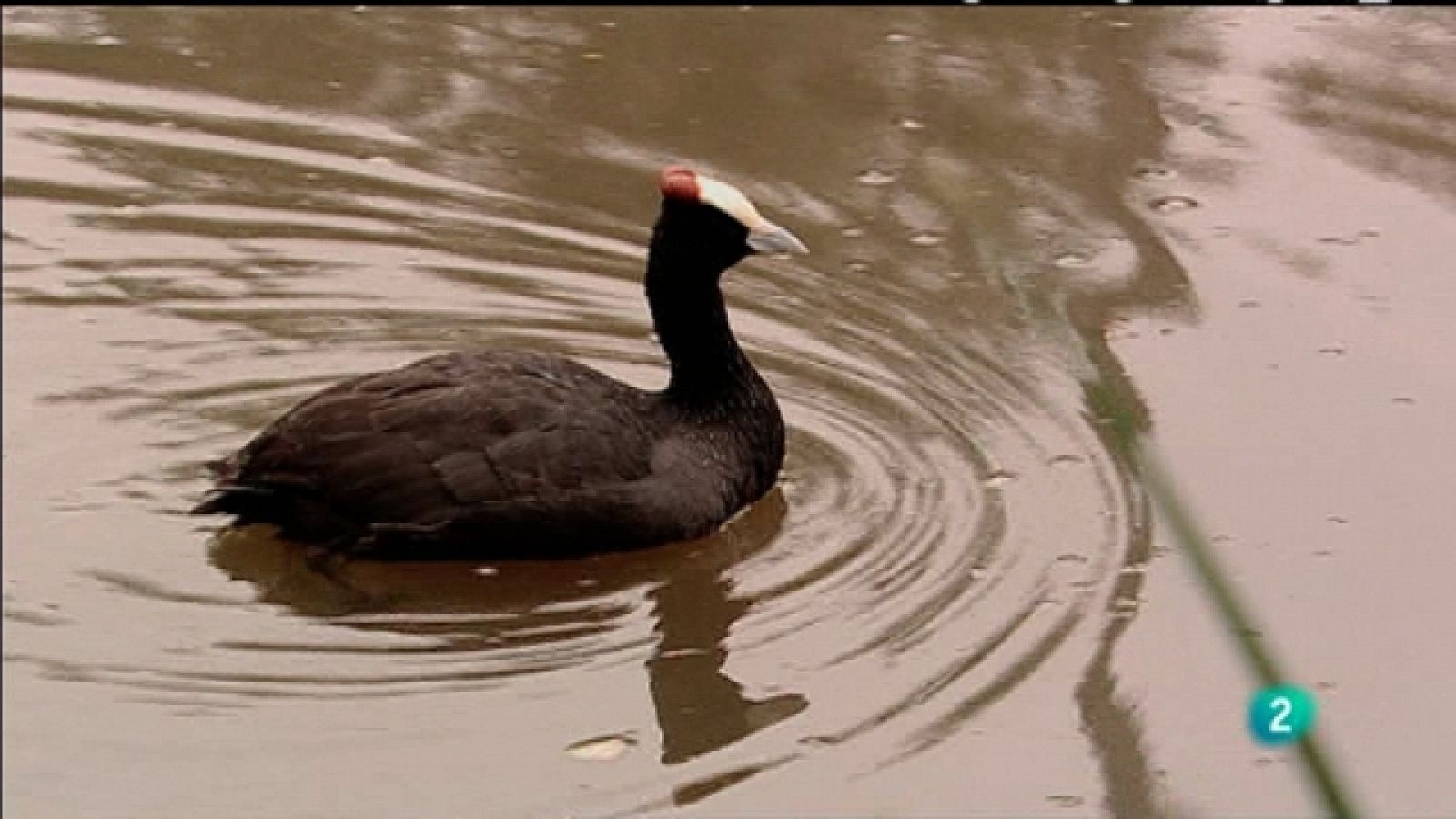 Biodiario - 20/03/11 - Biodiario | Ver