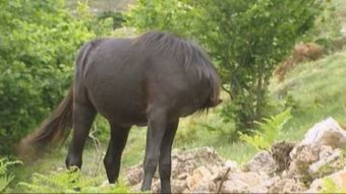 El escarabajo verde - Un caballo llamado Losino