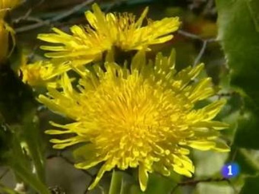 Telecanarias - Telecanarias. El informativo de Canarias. 21/03/2011